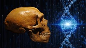 ネアンデルタール人のDNAをマウスに注入したら骨格に予期せぬ変化が発生