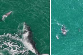 迷子クジラをイルカたちが沖へ誘導していた！異種間の助け合いか!?