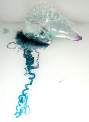 1種類だと思われていた「電気クラゲ」は”まさかの4種”存在していた