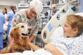 ”ある犬の動画”を5分見るだけでストレスが軽減する