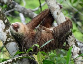 ナマケモノはオナラを「するorしない」？ついにその答えが撮影される