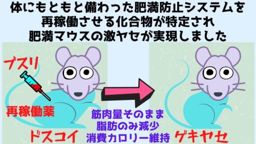 肥満マウスを「消費カロリーを維持したまま」激ヤセさせる方法を発見!