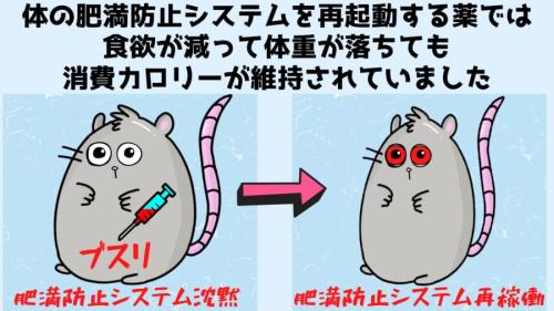 肥満マウスを「消費カロリーを維持したまま」激ヤセさせる方法を発見!
