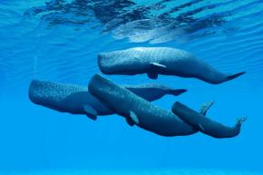 最高級のお香「龍涎香」はマッコウクジラのうんち、いい匂いがする理由とは？