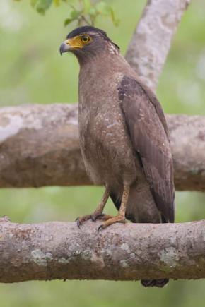 カンムリワシが猛毒カエルを食べても平気な理由を解明
