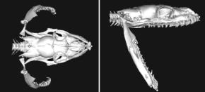 他のヘビより6倍も大きな口を開けられる「ビルマニシキヘビ」の秘密