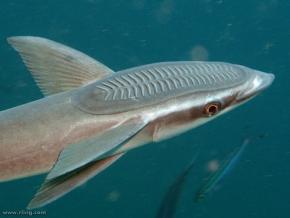 コバンザメの頭から着想を得た「胃液に流されない薬物送達デバイス」を開発