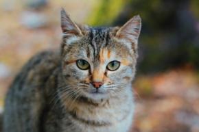 高齢者の80%近くがトキソプラズマを保有している可能性がある