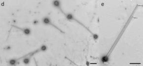 長すぎる「しっぽ」を持つ謎ウイルスを発見