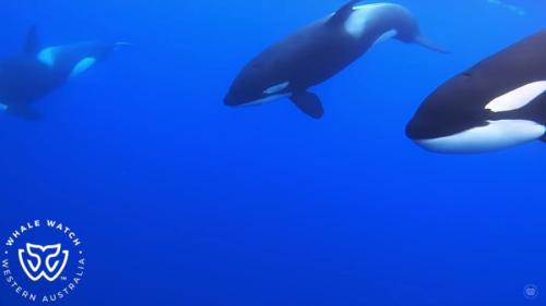 クジラを襲うことなく、その場をあとにした