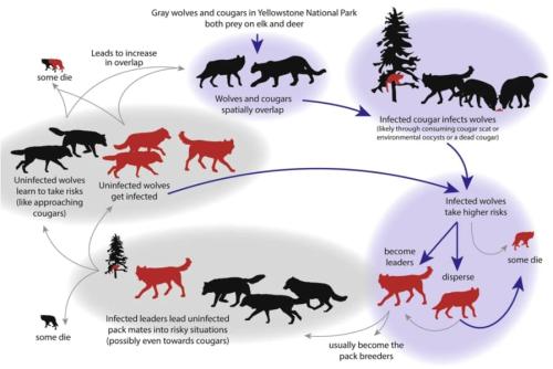 ピューマとの接触と感染拡大の無限ループに陥る可能性も