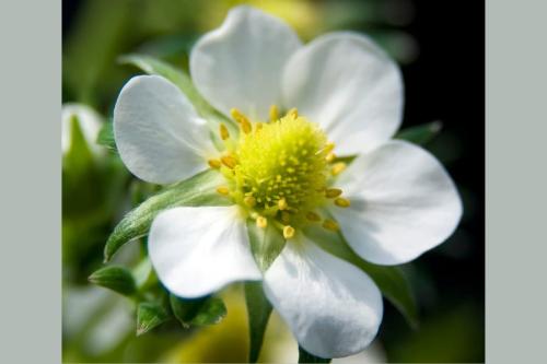 イチゴの花(中心部のめしべが無数にある)