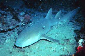 世にも珍しい「オレンジ色のサメ」を発見、コスタリカ沖【画像あり】