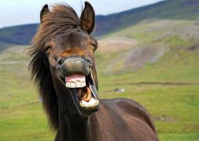 オーストラリアで最も人を殺している動物は？「意外すぎる正体」が判明