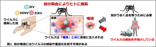 なぜ病原体はわざわざ蚊を使うという“まわりくどい”方法を選ぶのか?