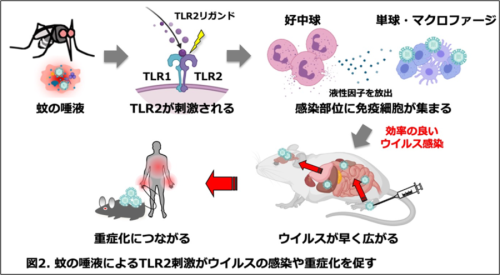 「蚊の唾液がTLR2を刺激する」→「好中球が集まり免疫反応を起こす」→「単球やマクロファージがさらに集まりウイルスの増殖を助ける」