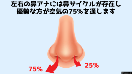 鼻呼吸は均等ではなく常に片方のアナが75%の空気量を通していると判明!