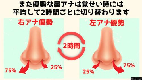 優勢な鼻アナは覚せい時には2時間ごとに交代する