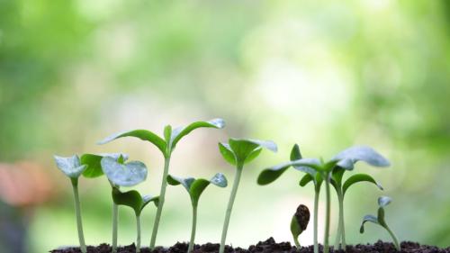 植物と動物に共通する“仕組み”とは