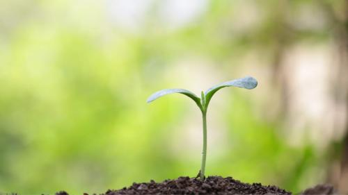 麻酔薬で“電気信号”が消える植物