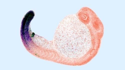 「指の起源」は魚の肛門だった?進化の大胆な「再利用術」