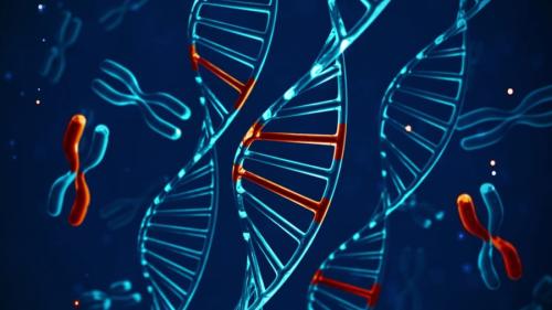 二足歩行を可能にした骨盤を変える遺伝子を特定
