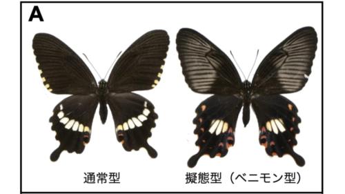 中間タイプを許さない?遺伝子が仕掛ける進化のチート