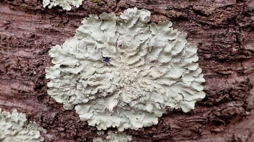真菌の一種の地衣類。キノコのようにもコケのようにも見える薄く平べったい状態で倒木などの上に広がっています。
