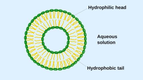 細胞外に放出される小胞は細胞膜で覆われ内部に数種類の物質を含んでいる細胞の切れ端とも言うべきものです