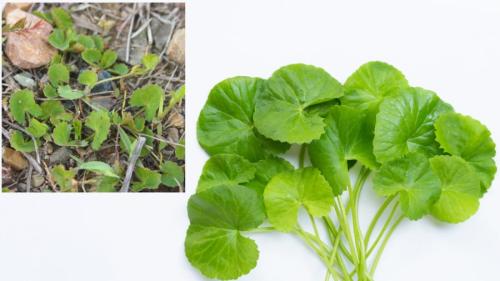 ツボクサは日本でもよくみられます