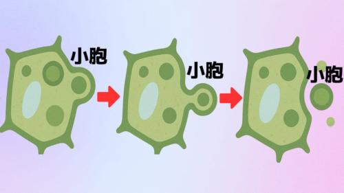 植物から小胞が放出される様子