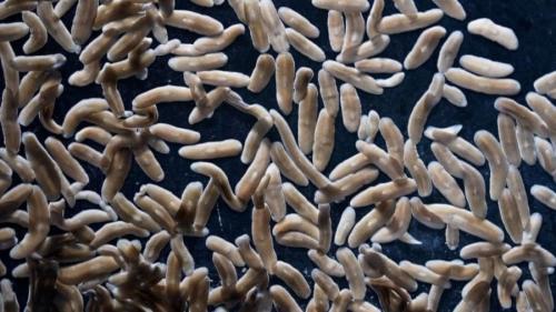 プラナリアの驚異の再生能力の秘密が明らかに――再生の司令塔を発見