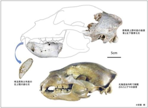 研究で分析された約3万2500年前の本州のヒグマの標本(上)、北海道南部のヒグマの骨(下)、大きさがかなり異なる点に注意。