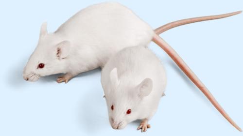 運動訓練の成果は遺伝する――父マウスの努力が子に伝わった理由