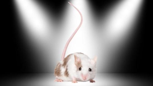 未来の健康法は『父親の運動』?