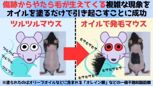 なぜ傷を負った部分の毛は妙に濃いのか？
