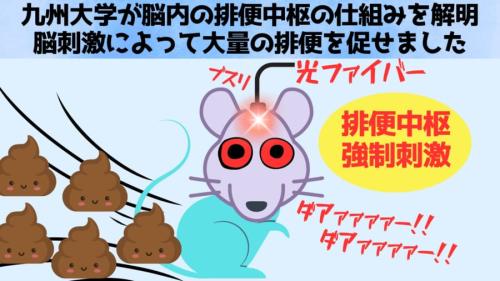 便秘の原因は脳にあった――九州大が脳の排便中枢の仕組みを世界で初めて解明！