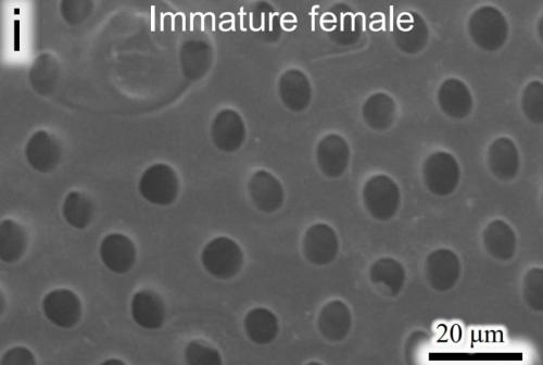 育成ポッドのアップ画像