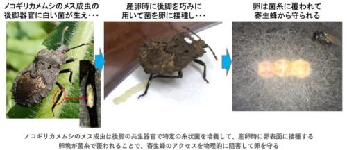 「耳」の役割を疑う研究者たちの挑戦