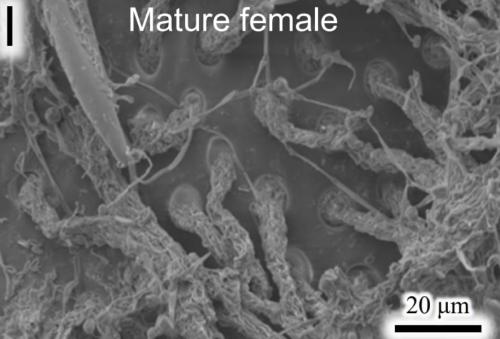 育成ポッドはメスが成熟するとカビが中からニョロニョロはえていきます
