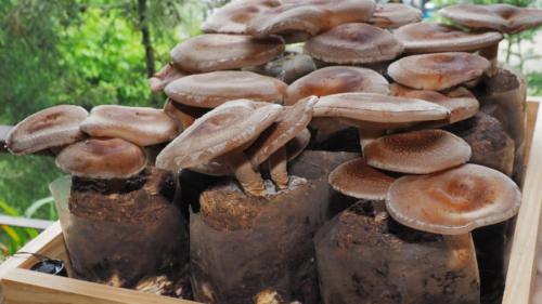 未来のメモリは畑から?