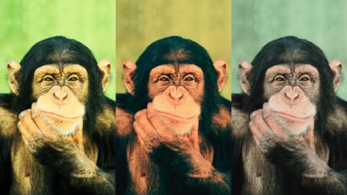 なぜチンパンジーにできることをできない人間がいるのか?