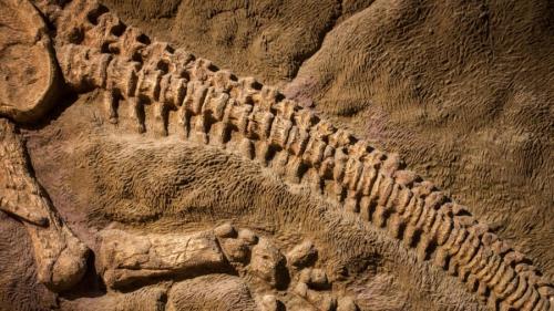 化石が好きなコケの噂は本当なのか?