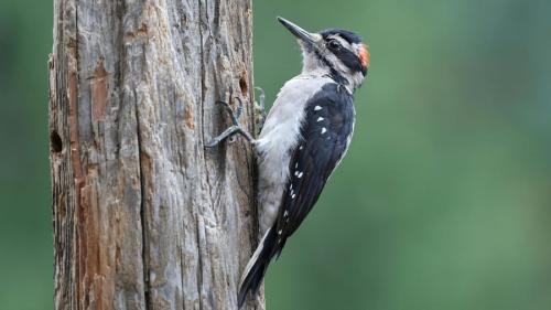 キツツキの打撃は瞬間的に400Gに達する