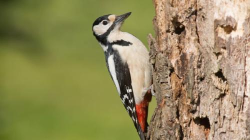 「気合いの呼吸」は生物共通の戦略か?