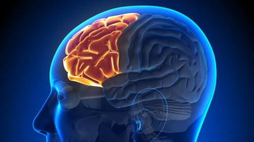 脳が眠る瞬間を捉えることに成功