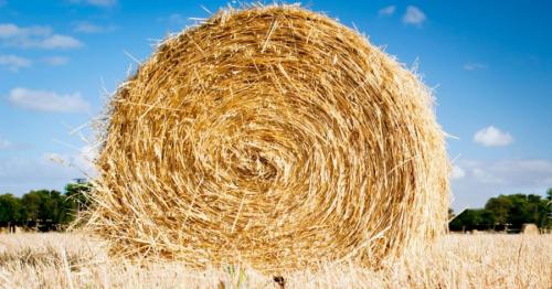 干し草にはほとんどタンパク質が含まれていないのに、どうして草食動物に肉があるのだろうか?