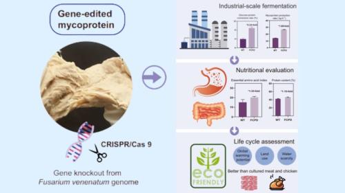 遺伝子編集で生まれた“菌のお肉”
