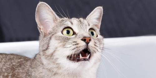 猫の投げかける「ニャー」に男女差はあるのか?