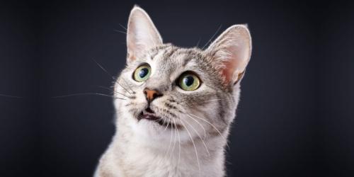 なぜ猫は男性飼い主に対して鳴き声頻度が上がるのか?